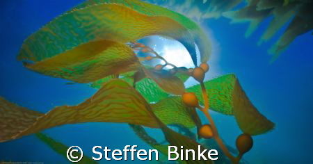 Kelp by Steffen Binke 